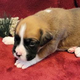 Boy 2 - Boxer puppy in Wisconsin from Baja Boxers