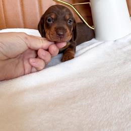 Macchiato - Chocolate and tan male Dachshund puppy in Jacksonville, Florida from Florida Dippin’ Dachshunds & Aussiedoodles
