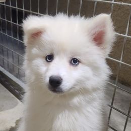 Pomsky Puppies from SoCal Pomskies LLC