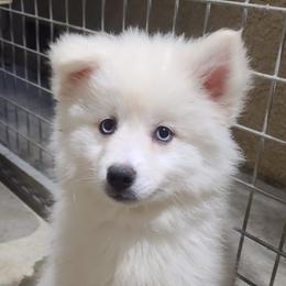 Pomsky Puppies from SoCal Pomskies LLC
