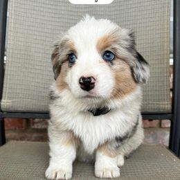 Companion Cross, Miniature Australian Shepherd, and Pembroke Welsh Corgi Puppies from JOY Farms