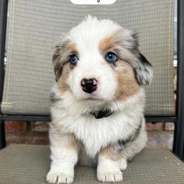 Companion Cross, Miniature Australian Shepherd, and Pembroke Welsh Corgi Puppies from JOY Farms