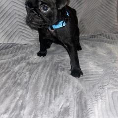 Pug Puppies from Rory’s Curly Tails