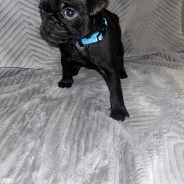 Pug Puppies from Rory’s Curly Tails