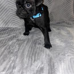 Pug Puppies from Rory’s Curly Tails