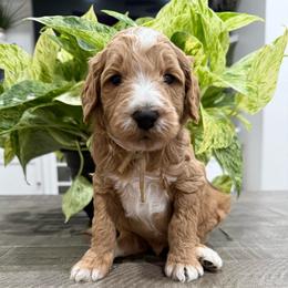 White - Apricot male Goldendoodle puppy in Bakersfield, California from Lavish Doodles