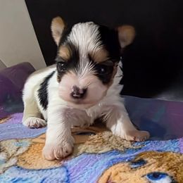 Girl 2 - Parti female Yorkshire Terrier puppy in White Pigeon, Michigan from Kathys Yorkie and Shih-tzu Cuties