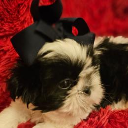 Akc  Beau  1300 vet checked - Black and white male Shih Tzu puppy in Dexter, Kentucky from Enchanting Shih tzu