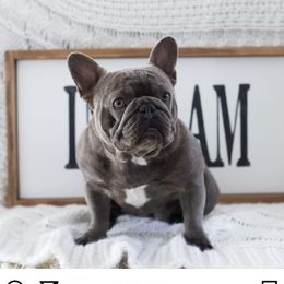 Tater Tot - French Bulldog