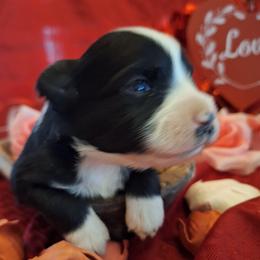 OREO SNOWDRIFT - Black & white female Australian Shepherd puppy in Salem, Arkansas from Patchwork Kennels