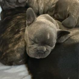 Purple collar - Blue female French Bulldog puppy in Livingston, Texas from Drake Home Frenchies
