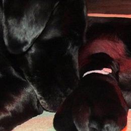 Labrador Retriever Puppies from Harvest Moon Farm