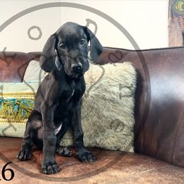 Boy 5 - Great Dane puppy in Stevens Point, Wisconsin from Simko Danes