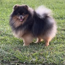 Dante - Pomeranian