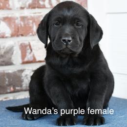 Purple female - Black female Labrador Retriever puppy in Mississippi from Sure Shot English Labs