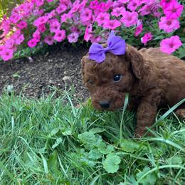 Ava - Red  female Goldendoodle puppy in Germantown, Maryland from Honey Blossom Doodles