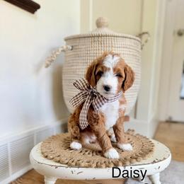 Purple Female - Red  female Goldendoodle puppy in Springville, Utah from JW Doodles