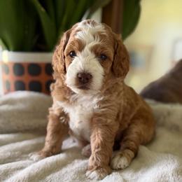 Red Boy - Red and white male Cockapoo puppy in Fort Gibson, Oklahoma from Waggle Doodles