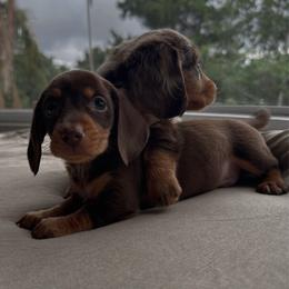 Taro - Chocolate and tan male Dachshund puppy in San Diego, California from Enchantables