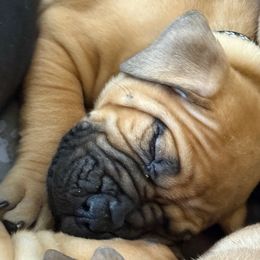 Black collar male - Fawn male Boerboel puppy in Rockford, Illinois from Adoraboerboels