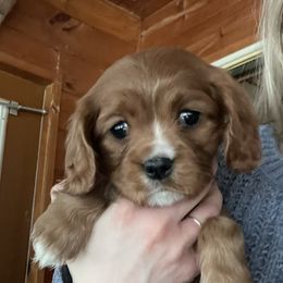 Cavalier King Charles Spaniel All Grown Up from Narrows Creek Cavaliers