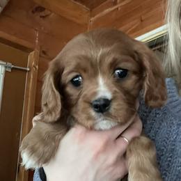 Cavalier King Charles Spaniel All Grown Up from Narrows Creek Cavaliers
