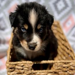 Shamrock - Black tri-color male Australian Shepherd puppy in Clover, South Carolina from Jo’s Aussies