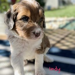 Bernedoodle and Goldendoodle Puppies from Doodling Around Indiana Poodles & Doodles