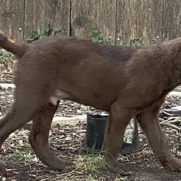 Kai- Ranger- Army Green - Dark brown Chesapeake Bay Retriever puppy in Eureka, Kansas from Eska Creek Chesapeakes