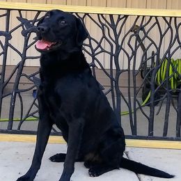 Labrador Retrievers from Lange's British Labs LLC