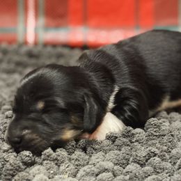 Mistletoe - Piebald female Dachshund puppy in Portsmouth, Ohio from Tygart Creek Dachshunds