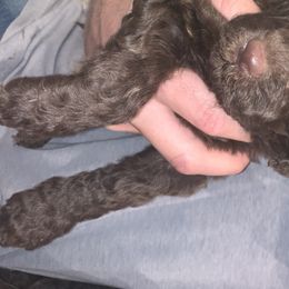 Goldendoodle and Labradoodle Puppies from Jessica Henry