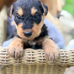 Rusty AKA Baby Boy Brown - Black and tan male Airedale Terrier puppy in Mooresville, North Carolina from Farm 55