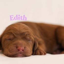 Edith - Red  female Goldendoodle puppy in College Station, Texas from Em & El Doodles