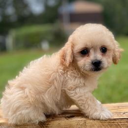 Jolene - Apricot female Poodle puppy in Alpine, Alabama from Alpine Acres Poodles