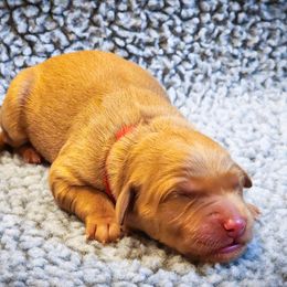 Peter - Dark golden male Golden Retriever puppy in Shelton, Washington from Kennedy Goldens