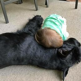 Giant Schnauzer All Grown Up from Vom Mutter Haus Working Riesenschnauzers