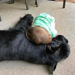 Giant Schnauzer All Grown Up from Vom Mutter Haus Working Riesenschnauzers