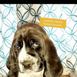 Basset Hound Puppies from Majestic Desert Basset Hounds