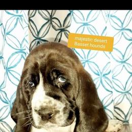 Basset Hound Puppies from Majestic Desert Basset Hounds