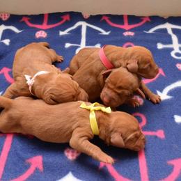 Vizsla Puppies from Summit Vizsla (we can deliver to you)