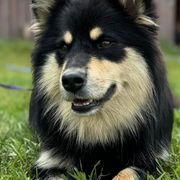Finnish Lapphunds from RebelGold Finnish Lapphunds