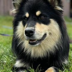 Finnish Lapphunds from RebelGold Finnish Lapphunds