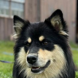 Finnish Lapphunds from RebelGold Finnish Lapphunds