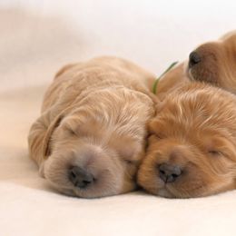 Goldendoodle Puppies from Golden Meadow Farmstead