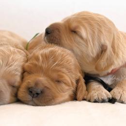 Goldendoodle Puppies from Golden Meadow Farmstead