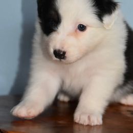 Pennsylvania - Black tri-color female Australian Shepherd puppy in Hamilton, New Jersey from Birch Haus