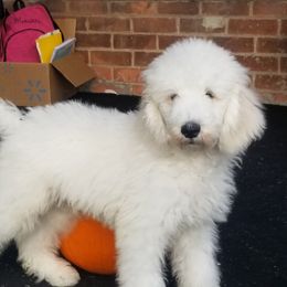 Poodle Puppies from Standard Hearts