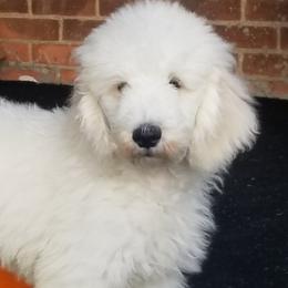 Poodle Puppies from Standard Hearts