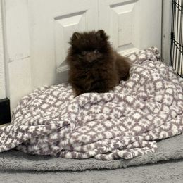 Leo - Chocolate male Pomeranian puppy in Sunnyside, Washington from The Pom farm